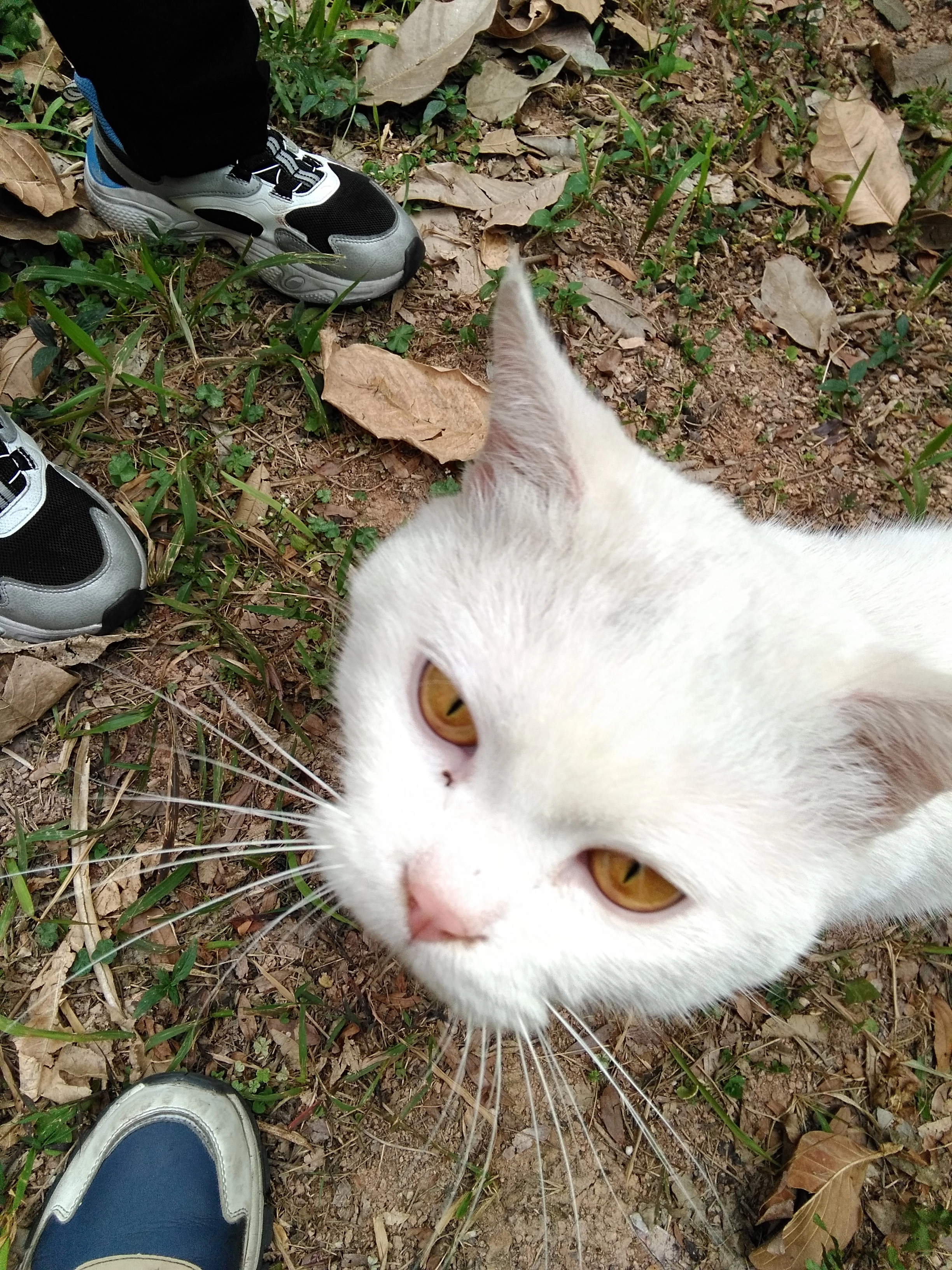 三条吃猫条(受伤之前)